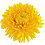 Chrysantemum